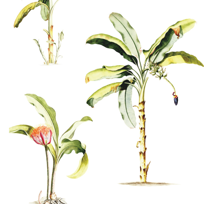 Create the living space you’ve always wanted with our Natural Palms Peel And Stick Removable Wallpaper.