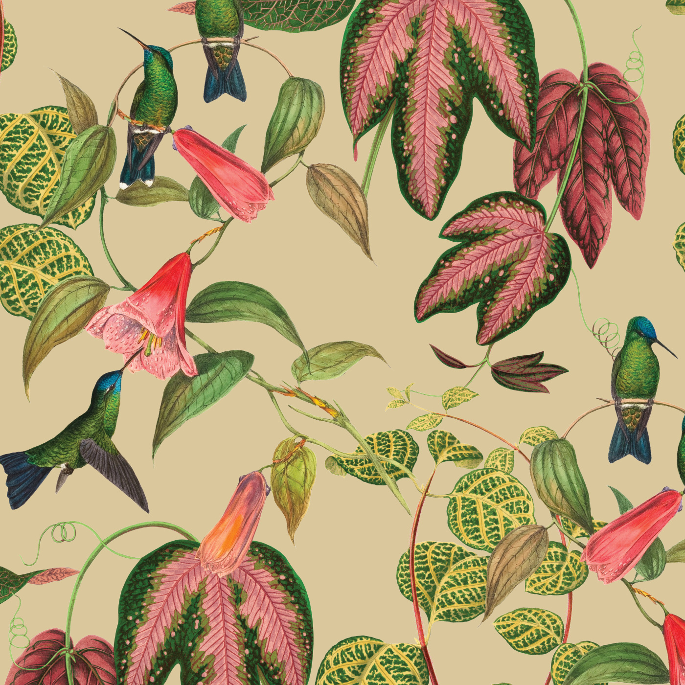 Exotic Hummingbird Wallpaper