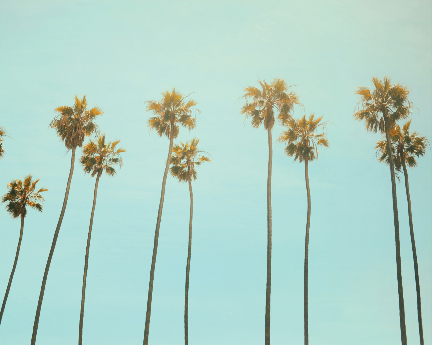 California Palms Photo Mural