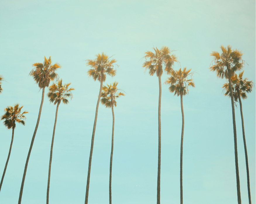 Create the perfect vibe with our California Palms Photo Peel and Stick Mural.