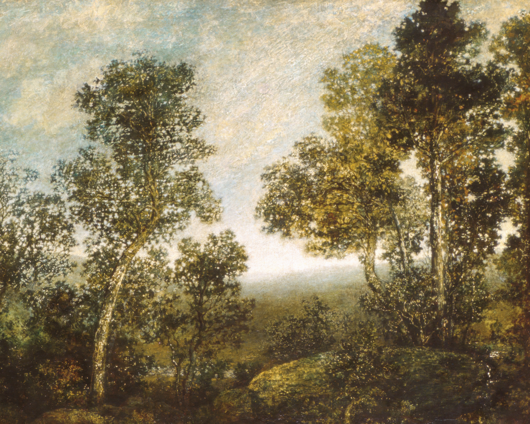 Rustic Trees Photo Mural