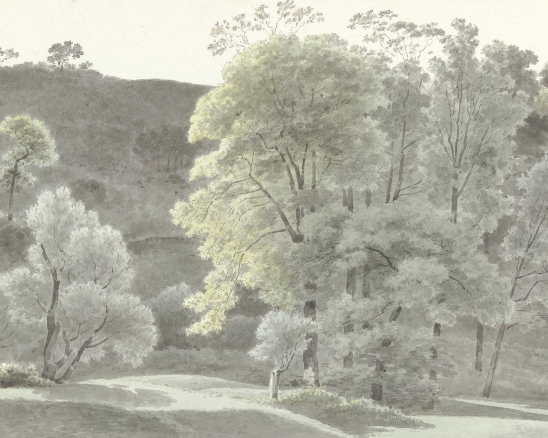 Summer Forest Photo Mural