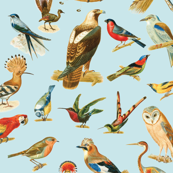 Go all out when you personalize your space with our Vintage Birds Peel and Stick Removable Wallpaper.