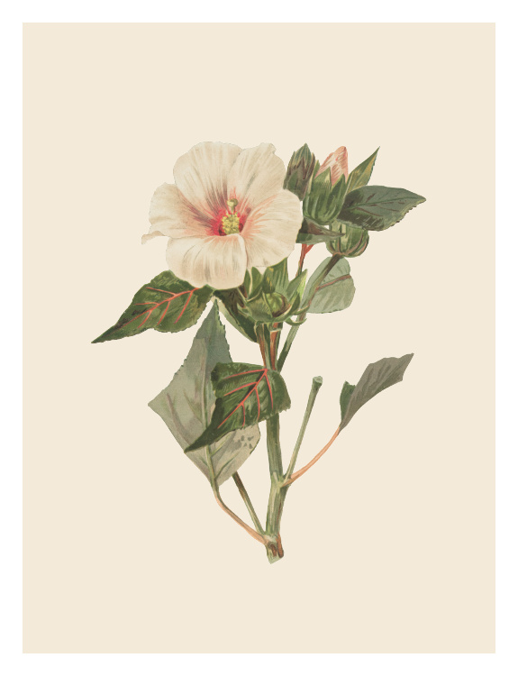 Botanical One Art Print features a soft vintage-style floral illustration with cream petals and lush green foliage.