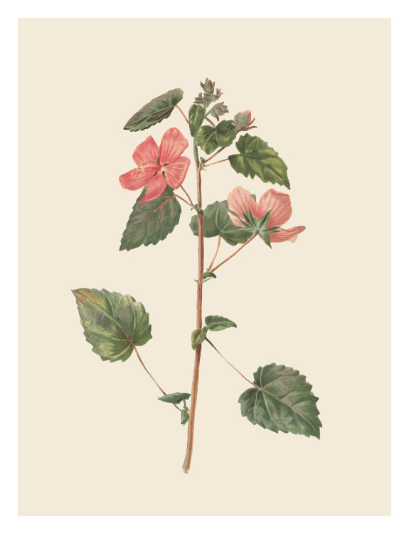 Botanical Two Art Print features a vintage-style illustration with soft pink blossoms and detailed green foliage.
