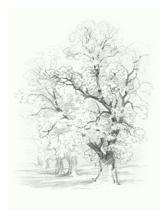 Greenwich Park Art Print features a detailed hand-drawn pencil sketch of a mature tree in a serene park landscape.