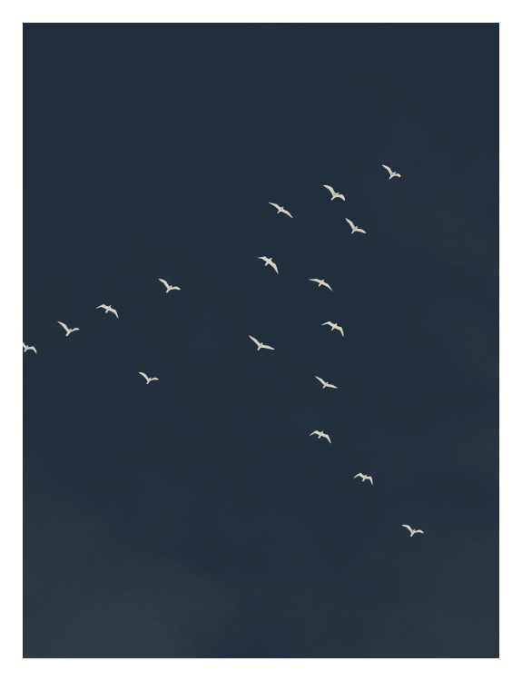 Peaceful Birds Art Print features a serene flock of white birds gliding across a deep navy sky.