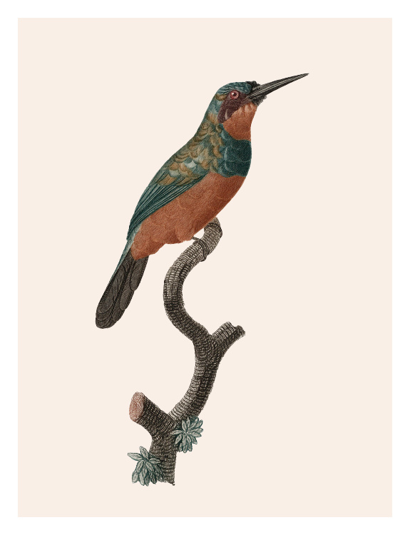 Hummingbird One Art Print features a vintage-style bird illustration in earthy rust and teal tones perched on a textured branch.