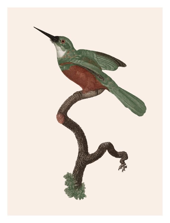 Hummingbird One Art Print features a vintage-style bird illustration in earthy rust and teal tones perched on a textured branch.