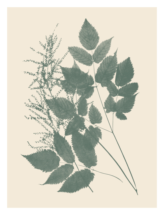 Specimen Two Art Print features a layered sage botanical specimen illustration on a warm ivory background.