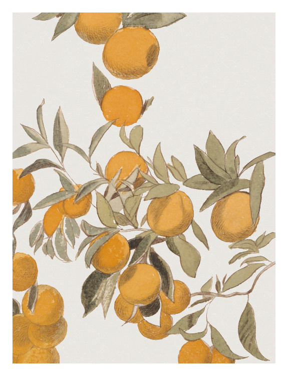 Bring fresh, sunlit elegance into your space with this Orange Tree Art Print, featuring a delicate botanical illustration of ripe oranges nestled among soft green leaves in a painterly watercolor style.