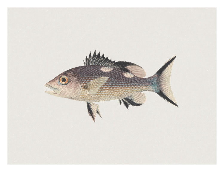 Bring a refined, coastal-inspired touch to your space with this Fish One Art Print, featuring a detailed vintage-style fish illustration rendered in soft, natural tones.