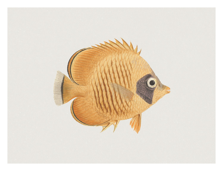 Add a charming coastal accent to your space with this Fish Two Art Print, featuring a warm-toned fish illustration in soft golden hues with delicate detailing and a vintage-inspired style.