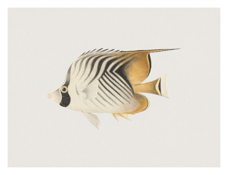 Elevate your space with this Fish Three Art Print, featuring an elegant vintage-style fish illustration with delicate linework, soft neutral tones, and warm golden accents.