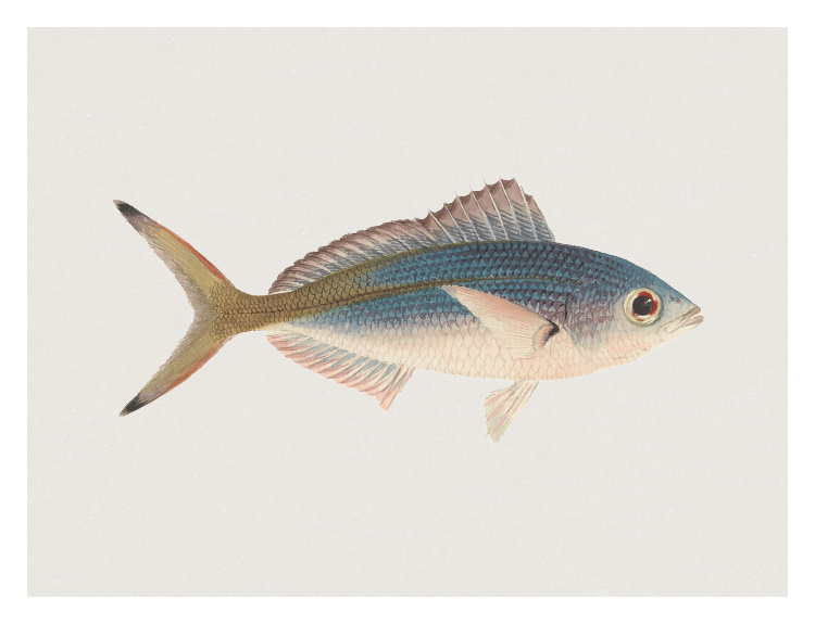 Bring a refined coastal touch to your space with this Fish Four Art Print, featuring a delicately detailed illustration of a single fish in soft blue, golden, and blush tones.