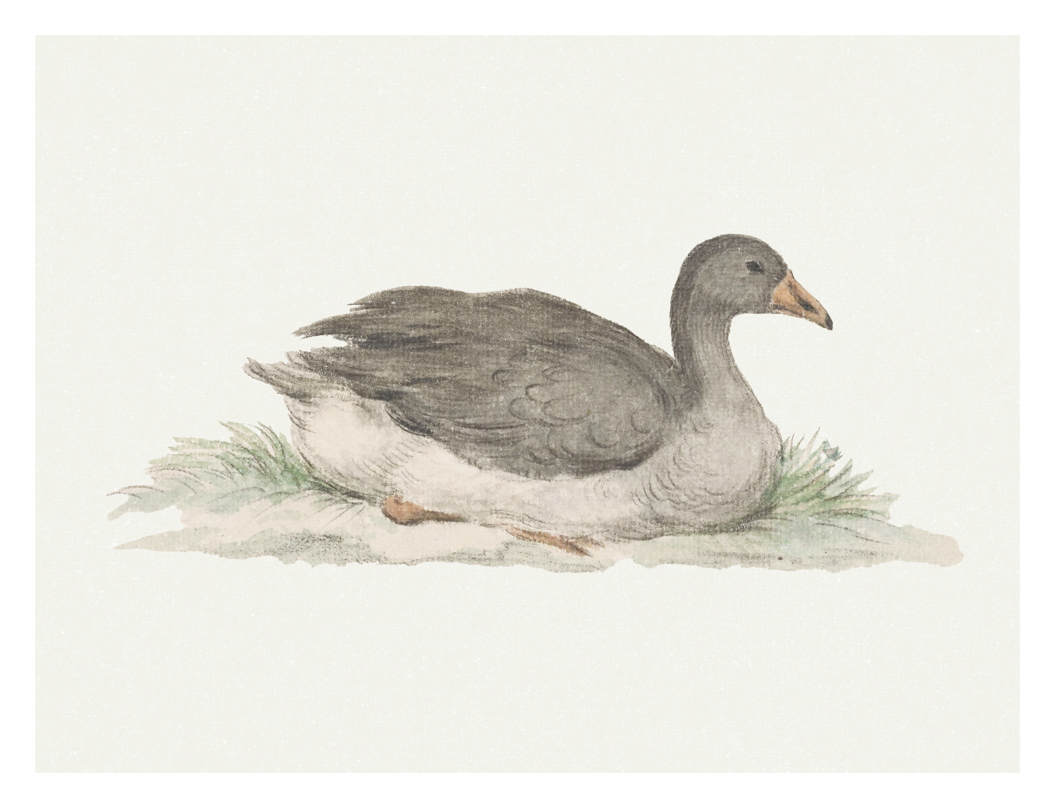 Peaceful Duck Art Print