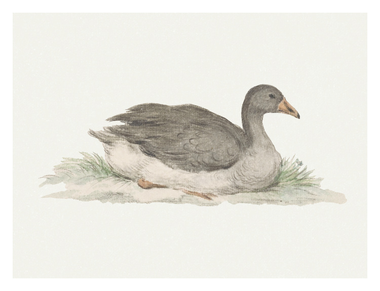 Add a touch of quiet charm to your space with this Peaceful Duck Art Print, featuring a softly illustrated resting duck in a gentle, natural setting.