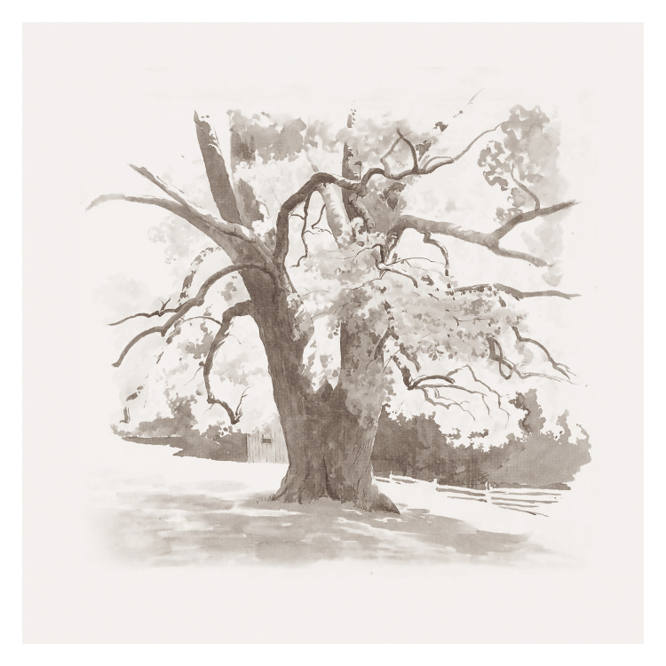 Bring timeless elegance to your space with this Old Tree Art Print, featuring a beautifully sketched tree rendered in soft, vintage-inspired tones.