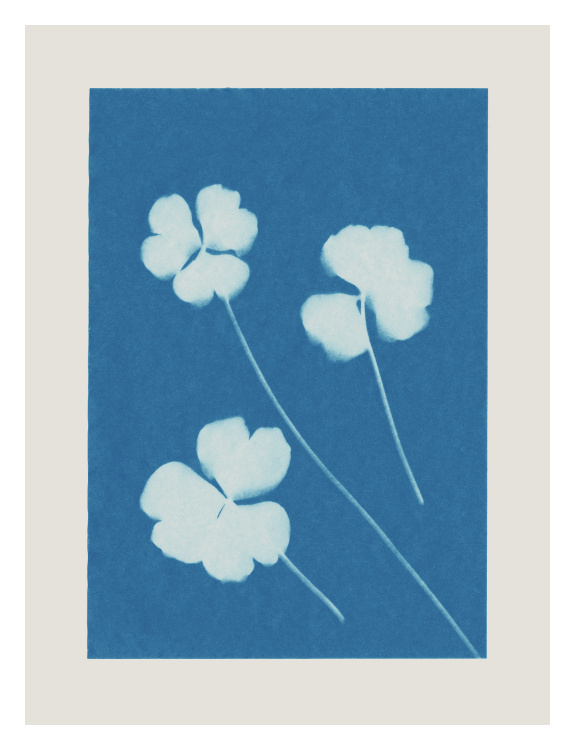 Add timeless botanical elegance to your space with this Cyanotype One Art Print, featuring delicate white floral silhouettes set against a rich blue background.