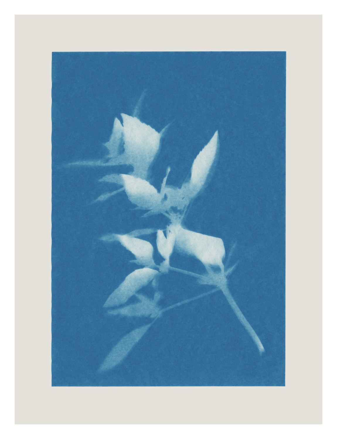 Cyanotype Two Art Print