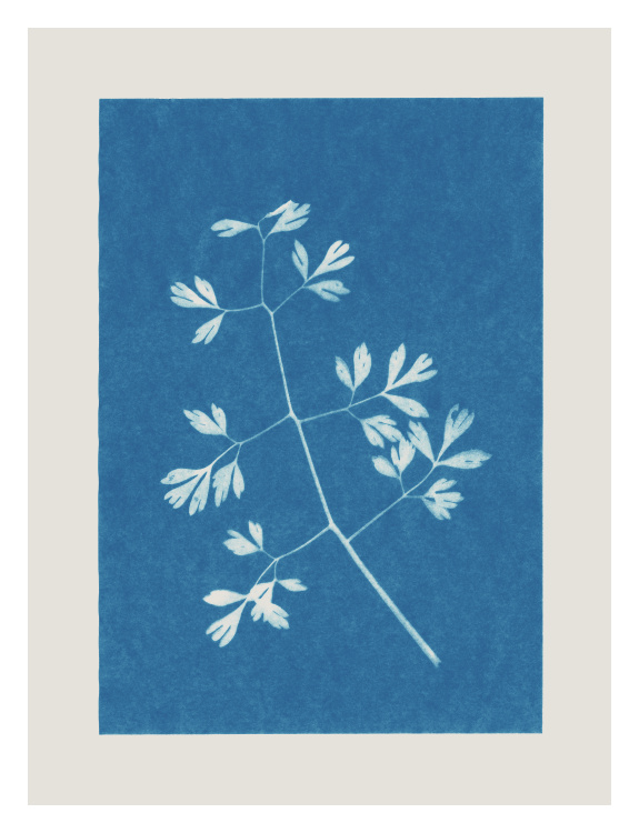 Bring timeless botanical beauty into your space with Cyanotype Four Art Print, a delicate nature-inspired design showcasing a graceful white wildflower silhouette against a rich cyan blue background.